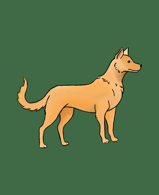 hund illustration